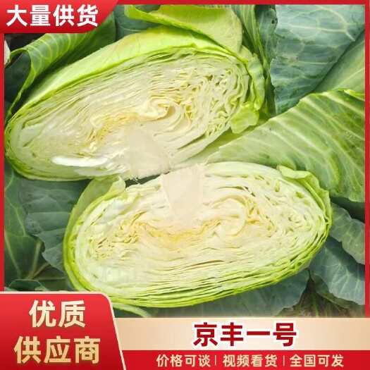 【推荐】湖北京丰扁包菜甘蓝基地直供现砍现装一手货源对接全国市