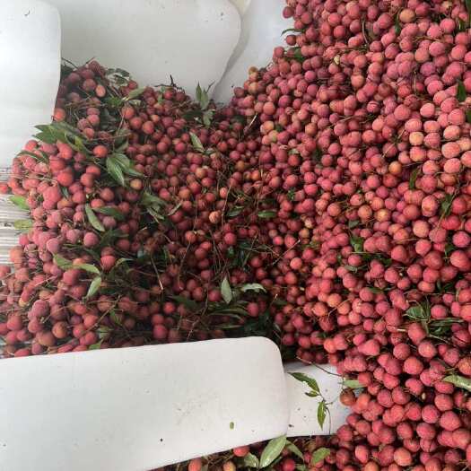 钦州钦州新棠镇叶荔枝黑