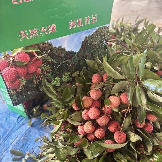 广州增城老树桂味大量出货