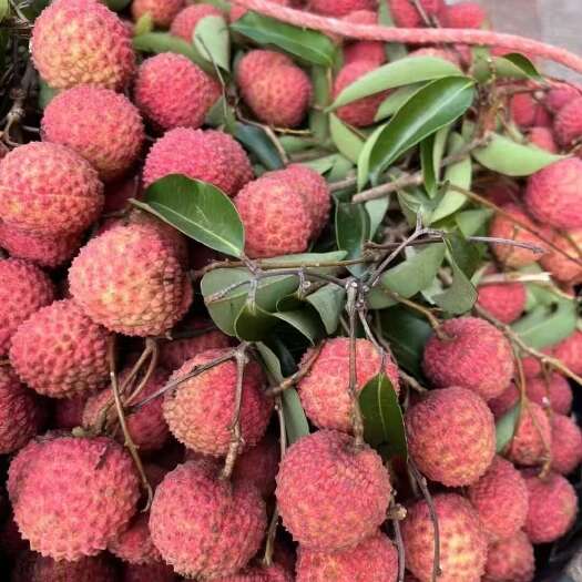 阳春市广东阳春新鲜桂味荔枝 热带水果现摘现发
