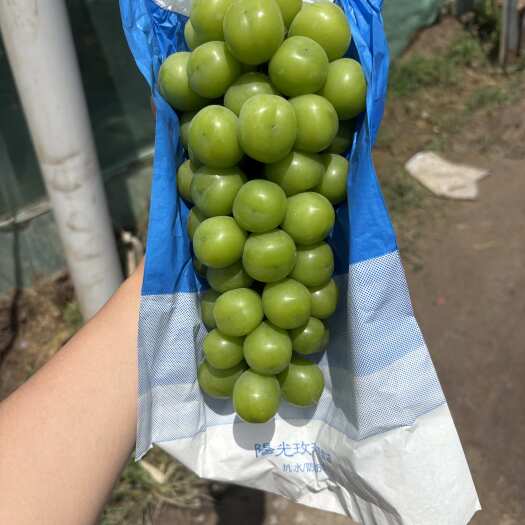 夏邑县果质有保量 价钱又合适
