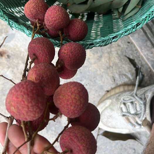 钦州黑叶荔枝