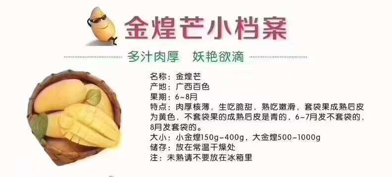 田东县金煌芒