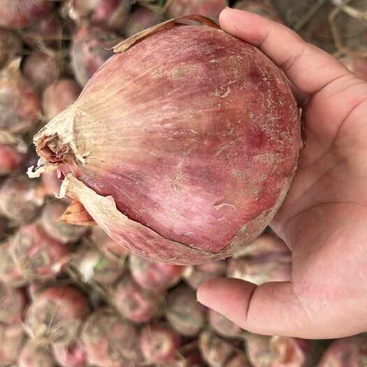 渭南洋葱紫皮洋葱 只支持自取