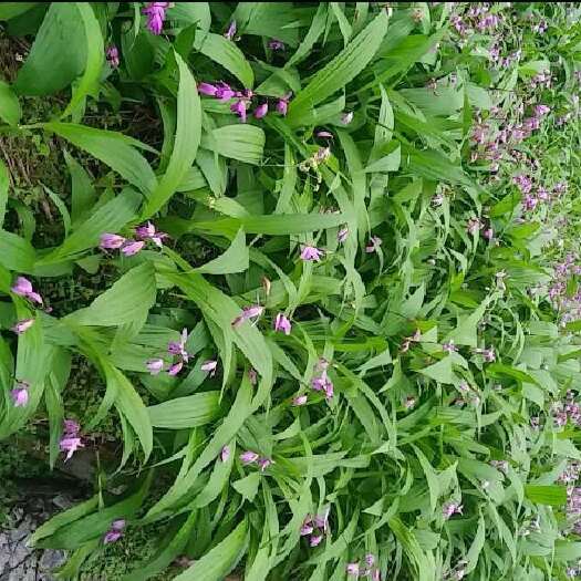 太湖县大别山道地紫花中宽叶白芨种苗