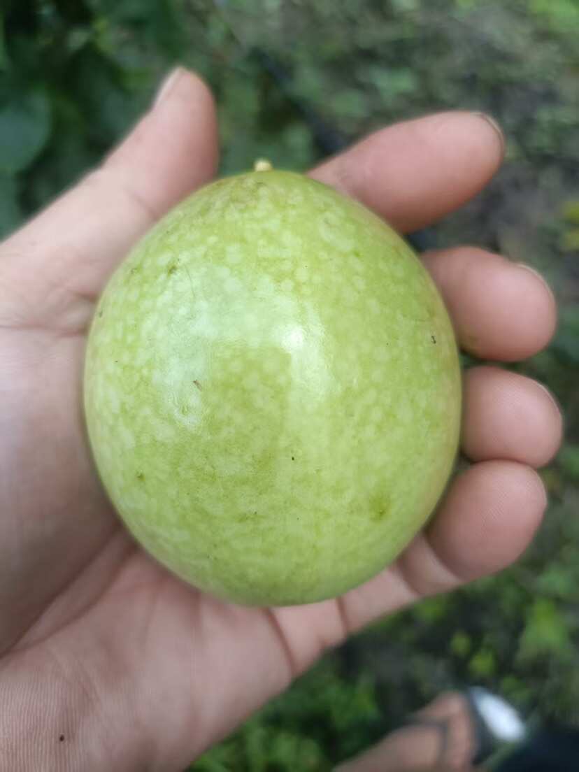 钦密九号百香果