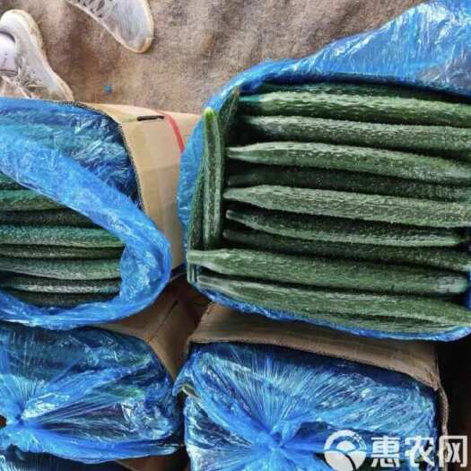 夏邑县河南商丘新鲜刺黄瓜产地直发当天采摘现摘现发