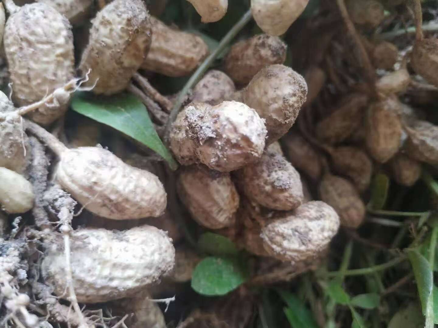 新鲜红皮花生，即拔即寄出，超级新鲜，广东包邮
