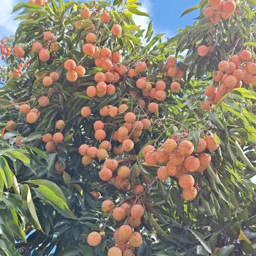 东莞市东莞桂味荔枝