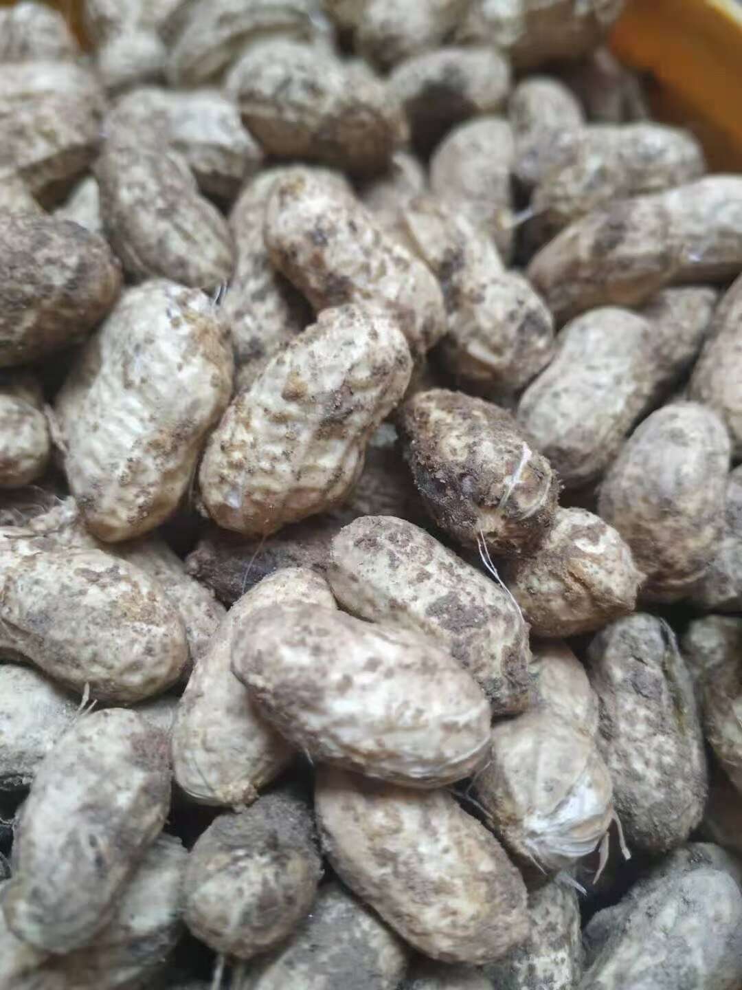 新鲜红皮花生，即拔即寄出，超级新鲜，广东包邮