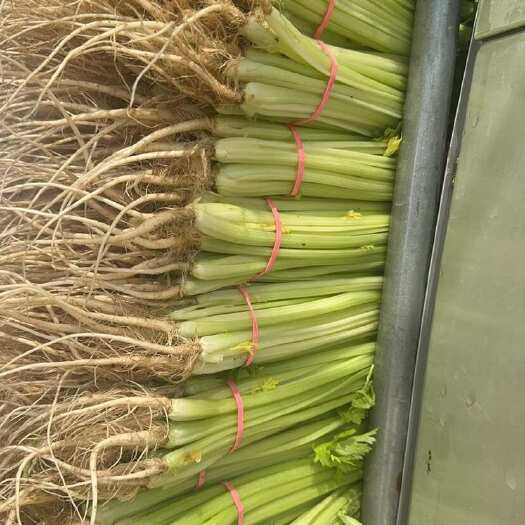青铜峡市宁夏精品香芹