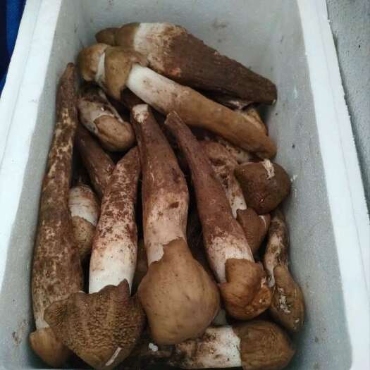 四川成都新鲜鸡枞菌 简阳直发货品源头供应