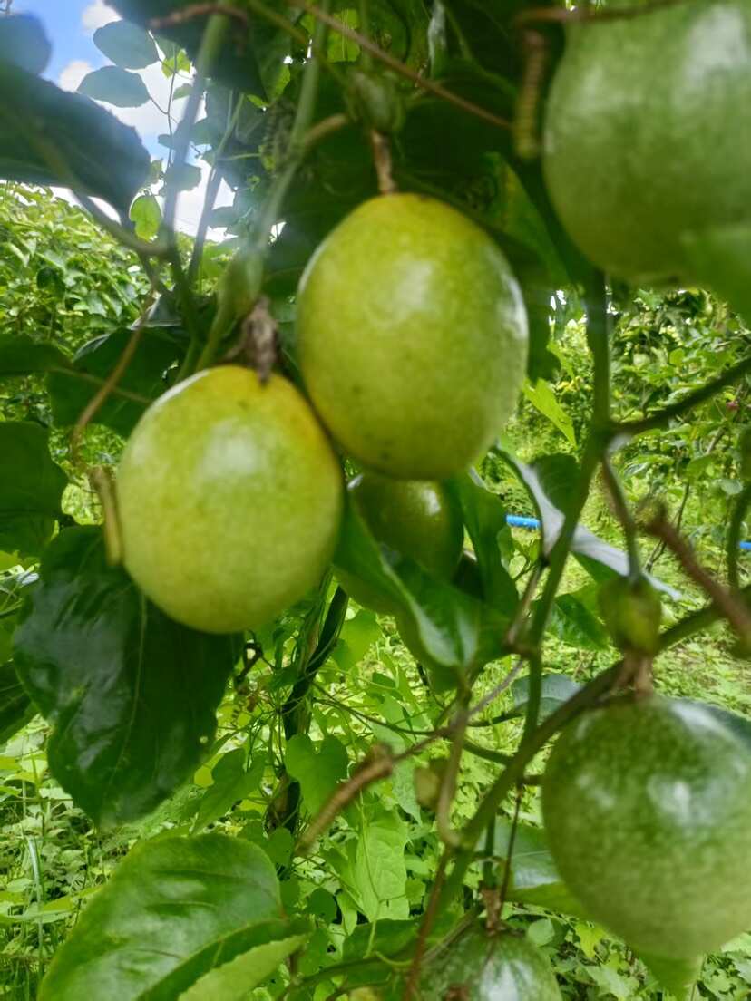 钦密九号百香果