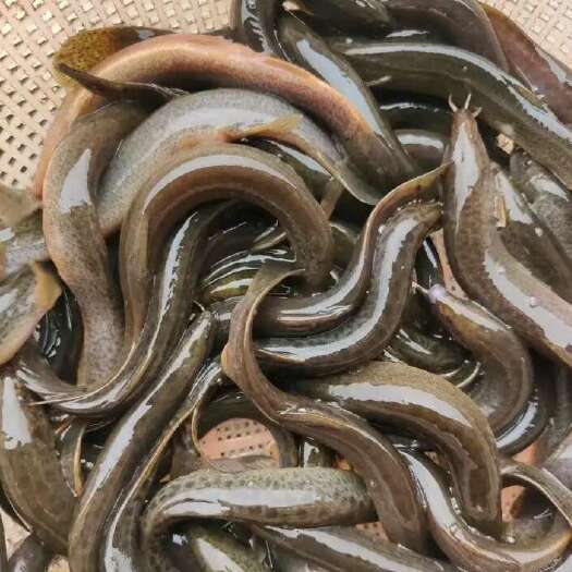 中华土泥鳅