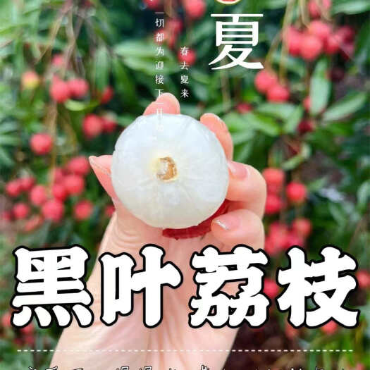 平和县【顺丰京东 福建老树黑叶荔枝】现摘现发新鲜水果
