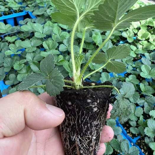 隋珠草莓穴盘苗，安全健康，抗病性好，价格实惠