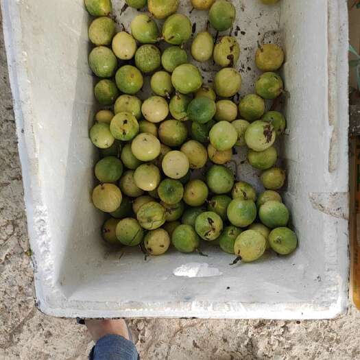 遂溪县每天不定量，黄金百香果次果，不保品质