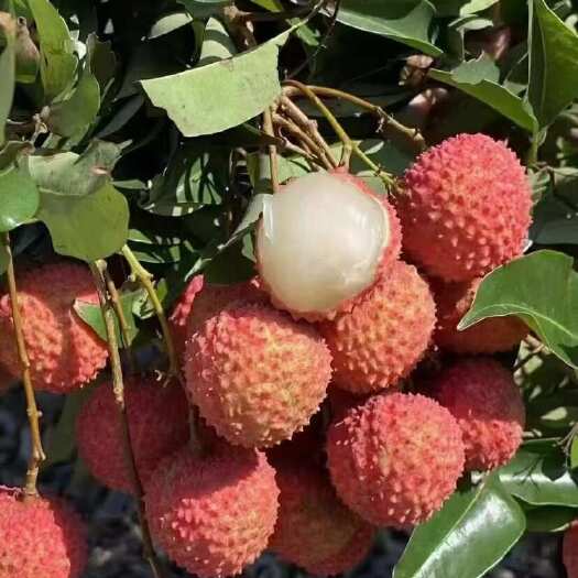 新兴县广东云浮新兴县新鲜细核桂味荔枝现摘现发