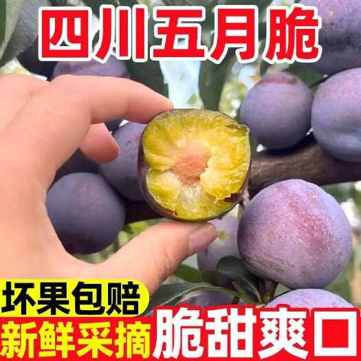 江油市四川五月脆李子青脆李脱骨李脆红里一件代发，原产地直发农家果