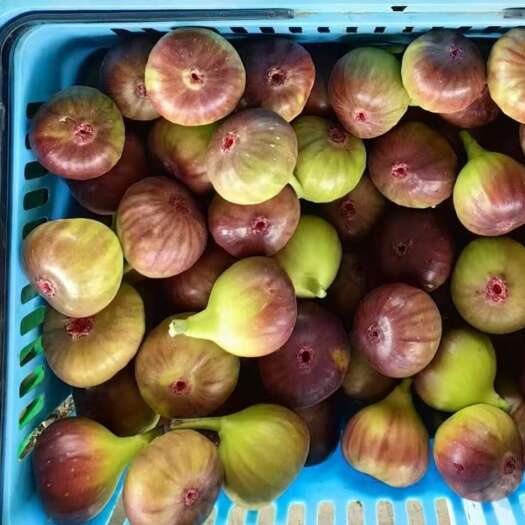 昆明无花果电商一件代发顺丰发货