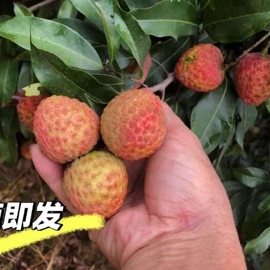 广州色泽红润 即买即摘
