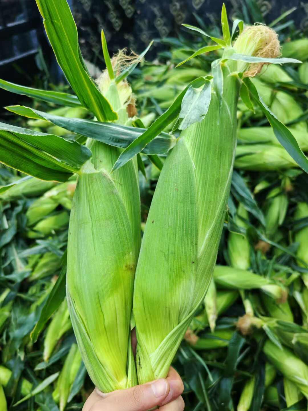 水果玉米上市 需要的联系