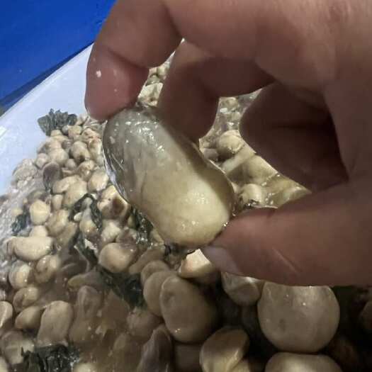 衡阳盐水菇。草菇