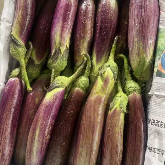 冰川茄