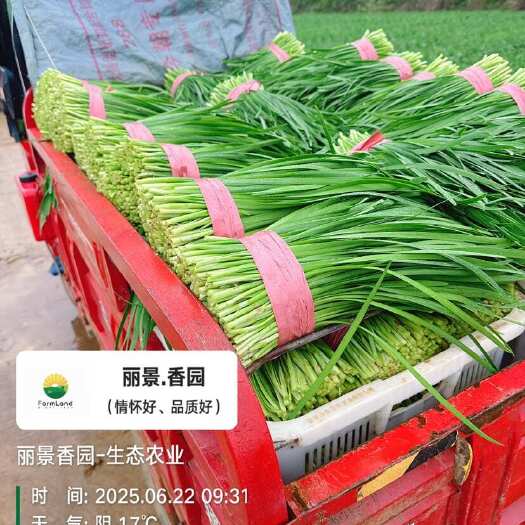 清镇市贵阳附近基地小叶精品韭菜