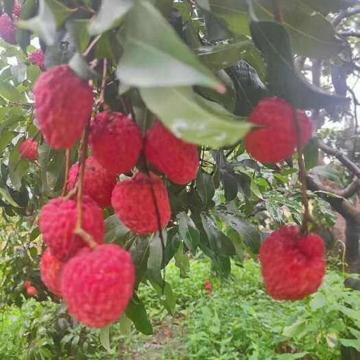广州广卅市增城仙进奉高端品牌荔枝