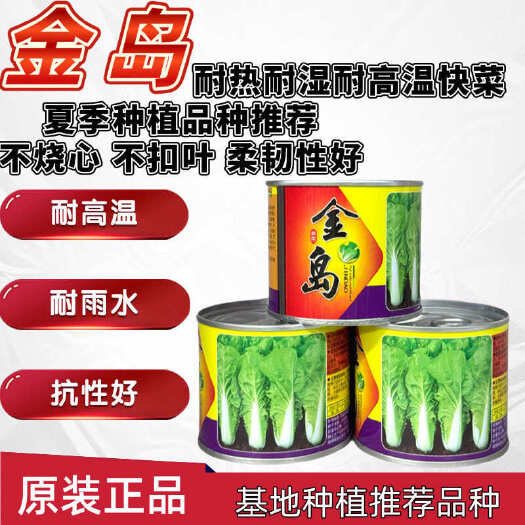 沭阳县金岛耐热耐高温快菜种子不烧心不黄边柔韧性好耐雨水青帮青叶快菜