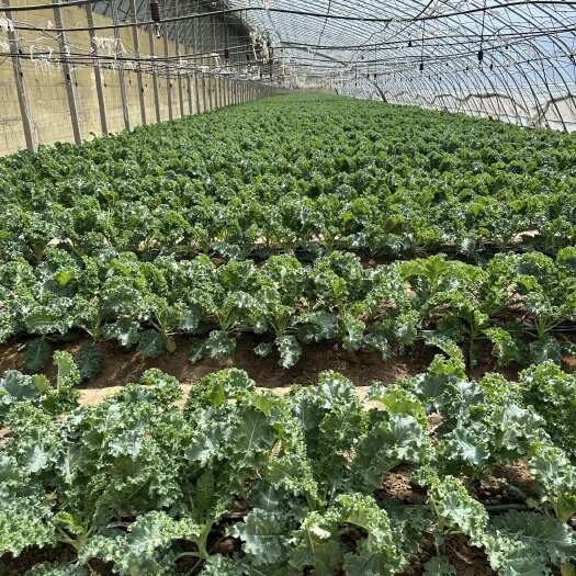 寿光市鲜食羽衣甘蓝新鲜嫩叶10吨