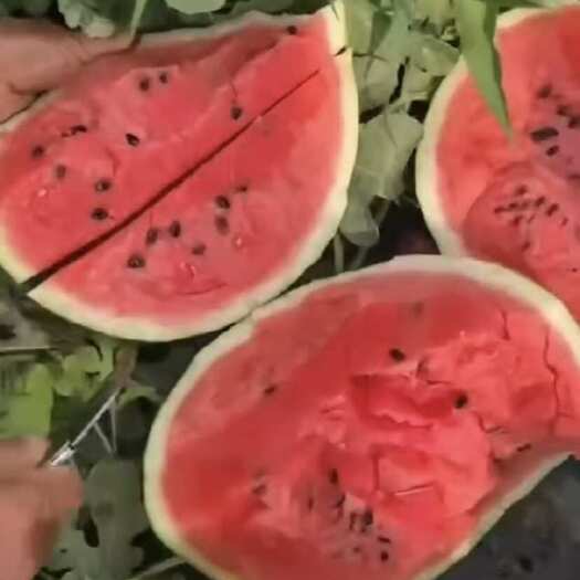 锦王西瓜
