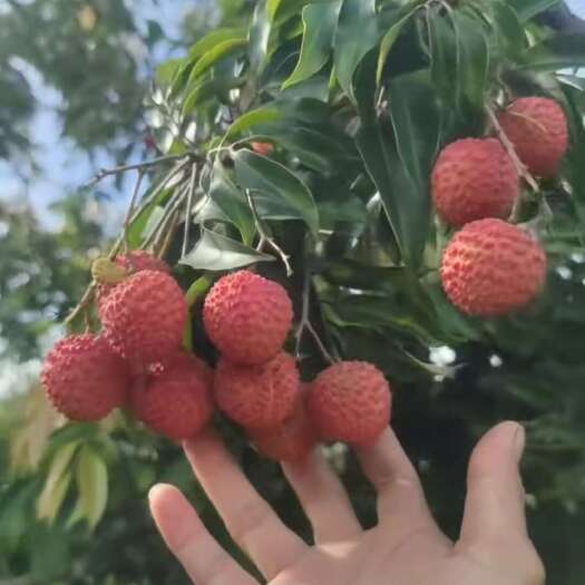 陆丰市桂味