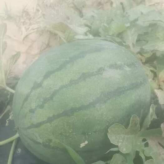 保定原苗瓜需要联系