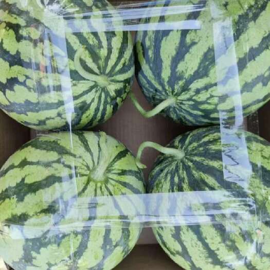 宜城市精品西瓜大量上市美都8424产地直发皮薄个大甜度高发全国