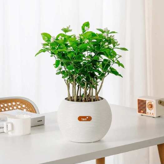 横州市横县原产地茉莉花盆栽精品茉莉花盆栽