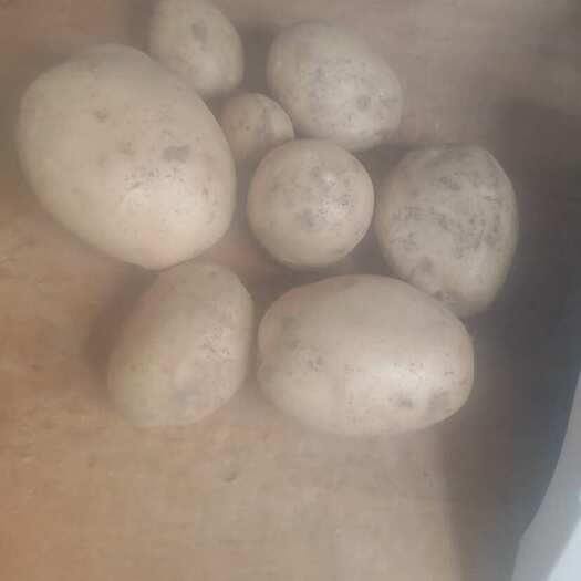 广饶县土豆100亩