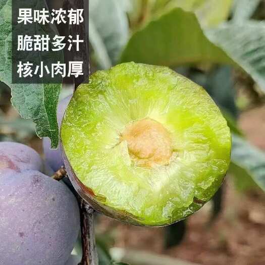 叙永县五月脆