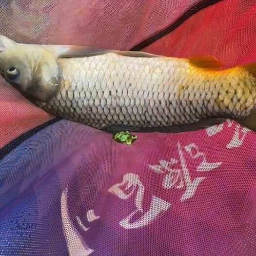 芒市黑坑鲤鱼，急需处理，买家自带团队捕捞，运输