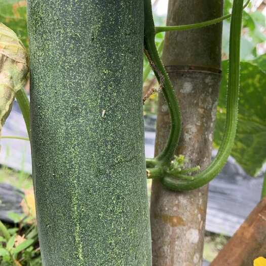 会昌县黄瓜马上上市新土种植出来的头年土，口感更好