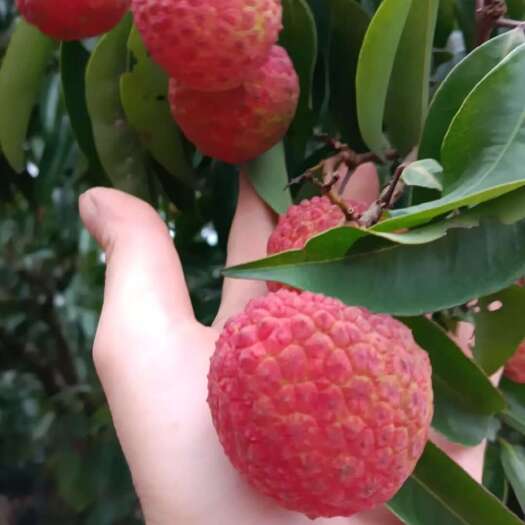 灵山县鸡嘴荔