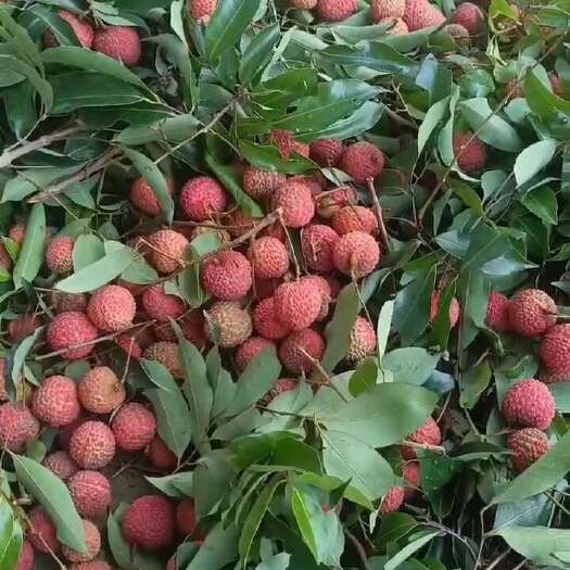 广州增城桂味，糯米糍。