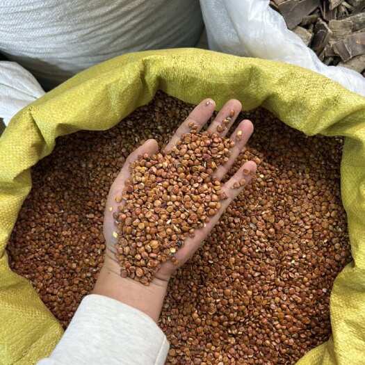 昆明酸枣仁