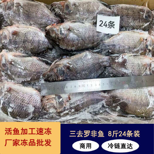 东山县冷冻三去罗非鱼批发 新鲜免处理24条 8斤装 餐饮水产冻品