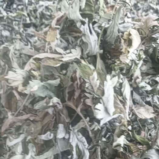 万源市四川艾叶艾草陈艾产地直供一手货源整车走货