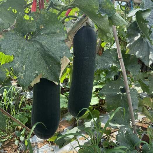 宾阳县冬瓜吊瓜