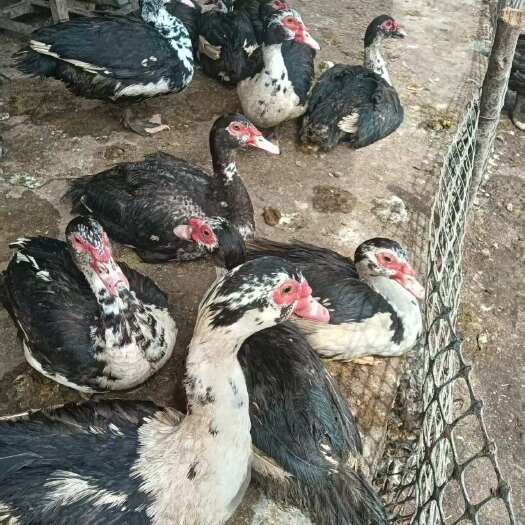 黑番鸭   散养鸭子
