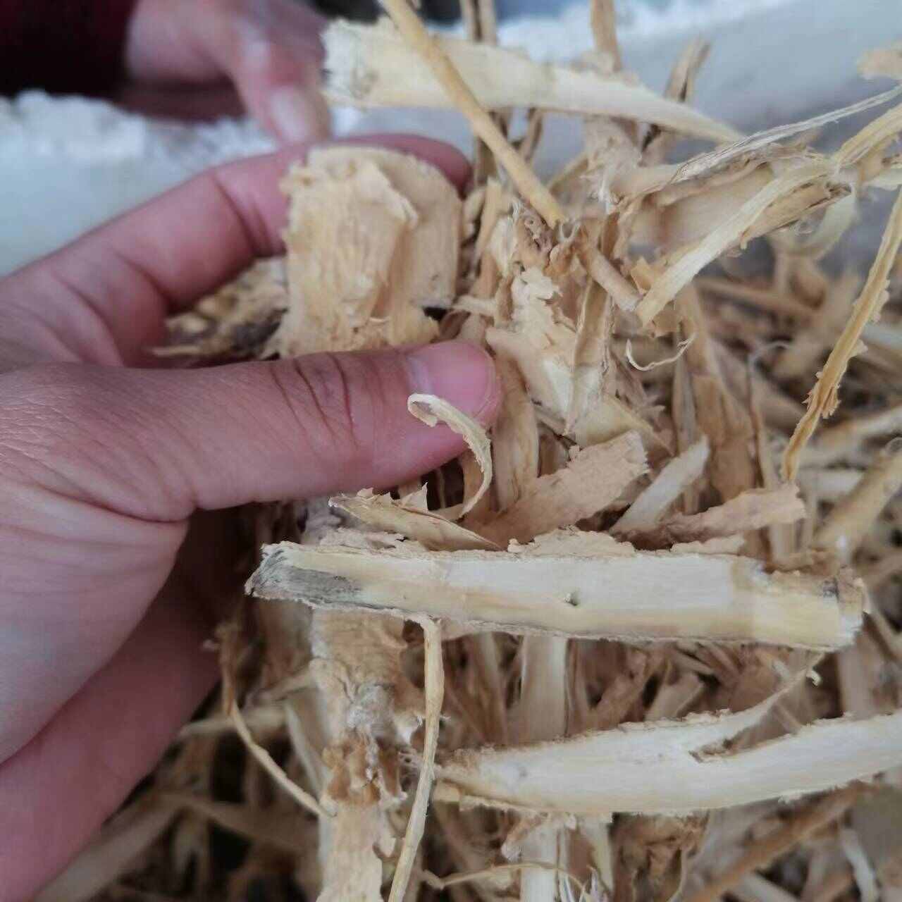 皂角树根皂角根皮优质皂角刺树根天丁皂角刺根皂荚根