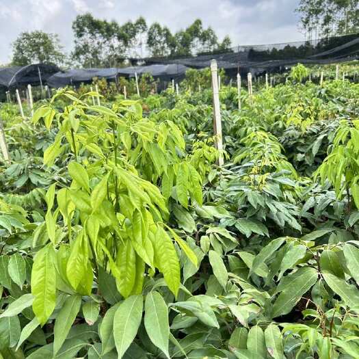 灵山县1.5-2公分妃子笑荔枝苗
